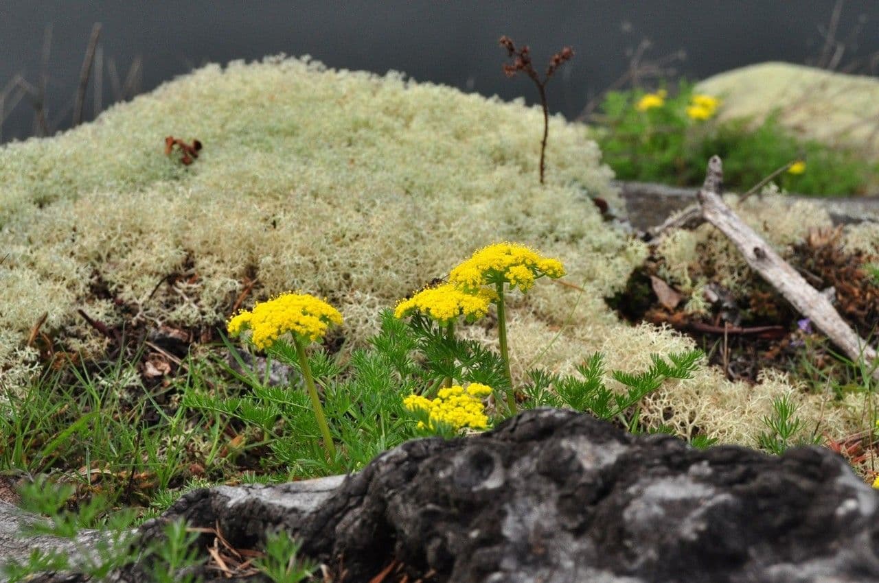 Lomatium 11