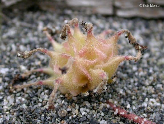 Abronia umbellata 3