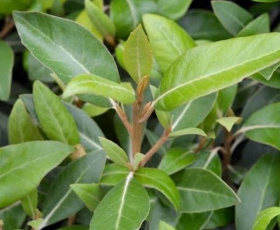 Mangroven-Aster
