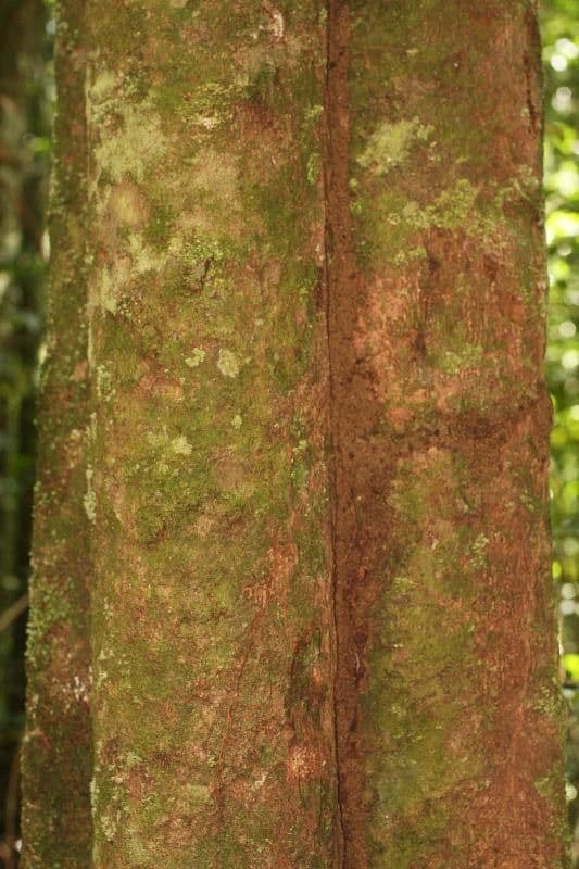 Virola sebifera 19