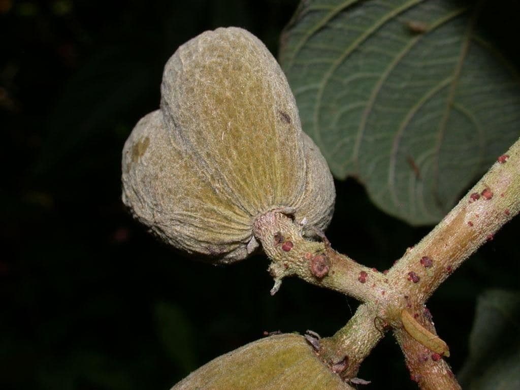 Dichapetalum 3