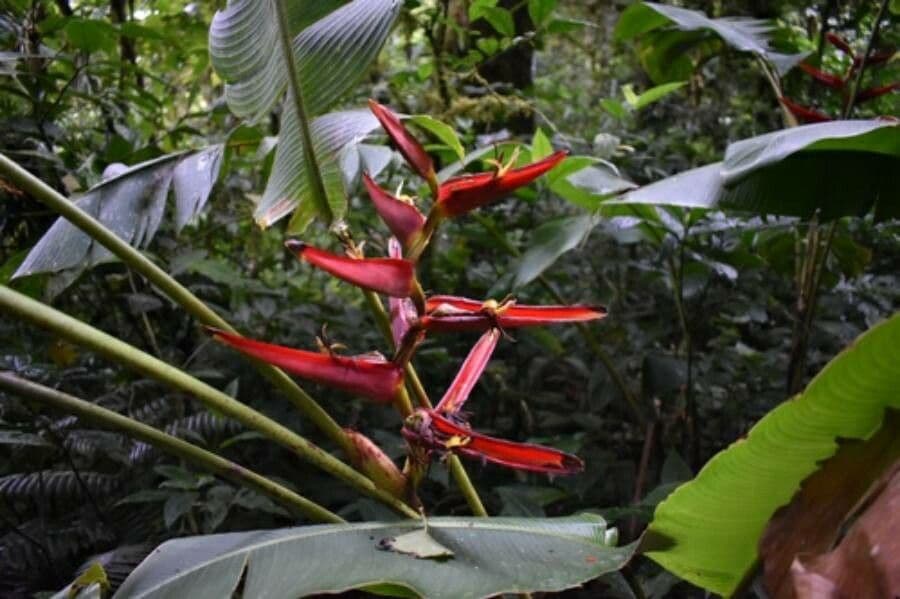 Heliconia 6