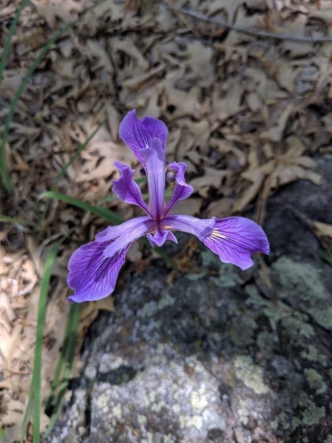 Iris di Douglas 9