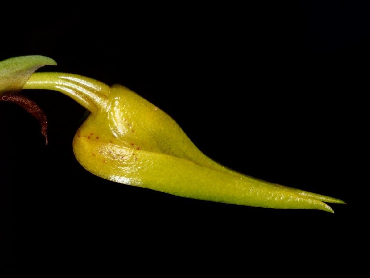 Bulbophyllum 3