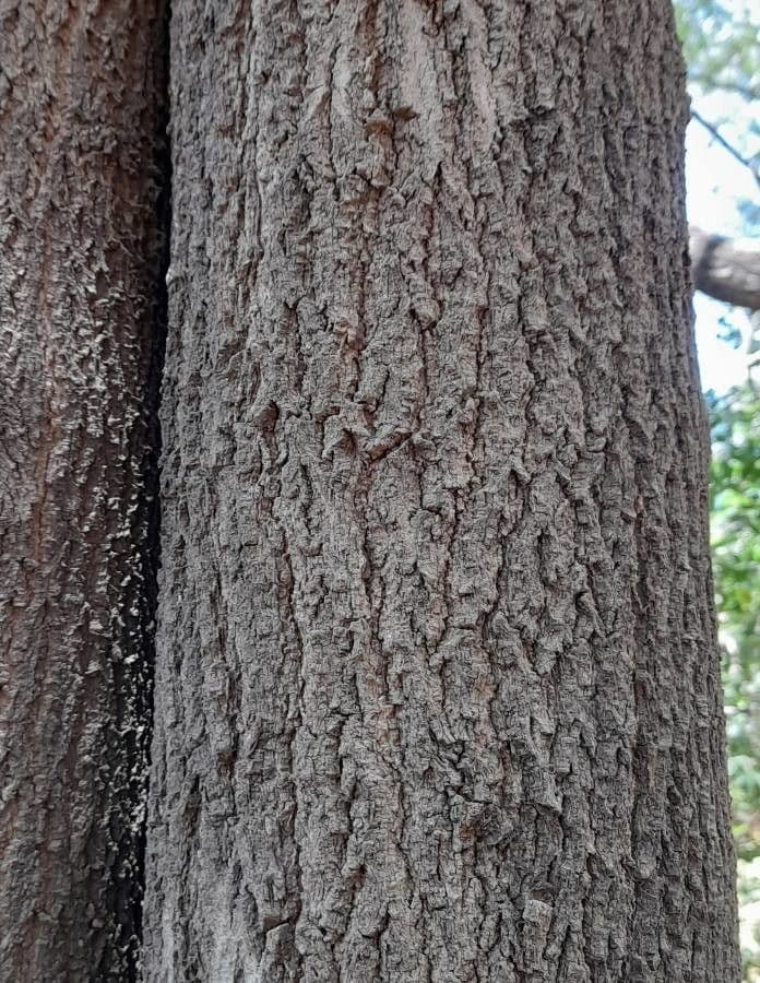 Myrocarpus frondosus 3
