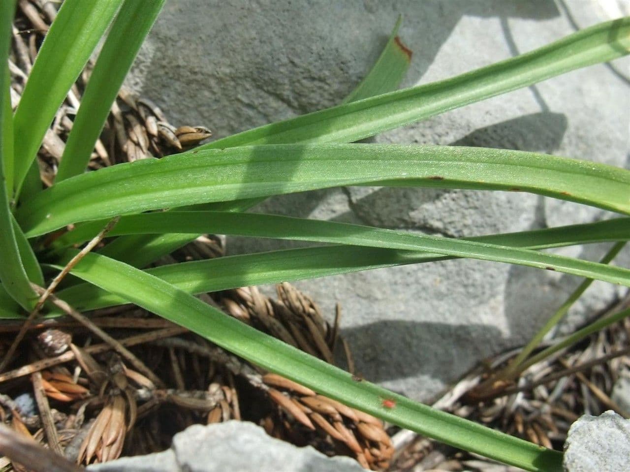 Manina profumata 14