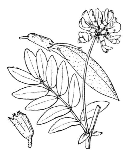 Astragalo 19