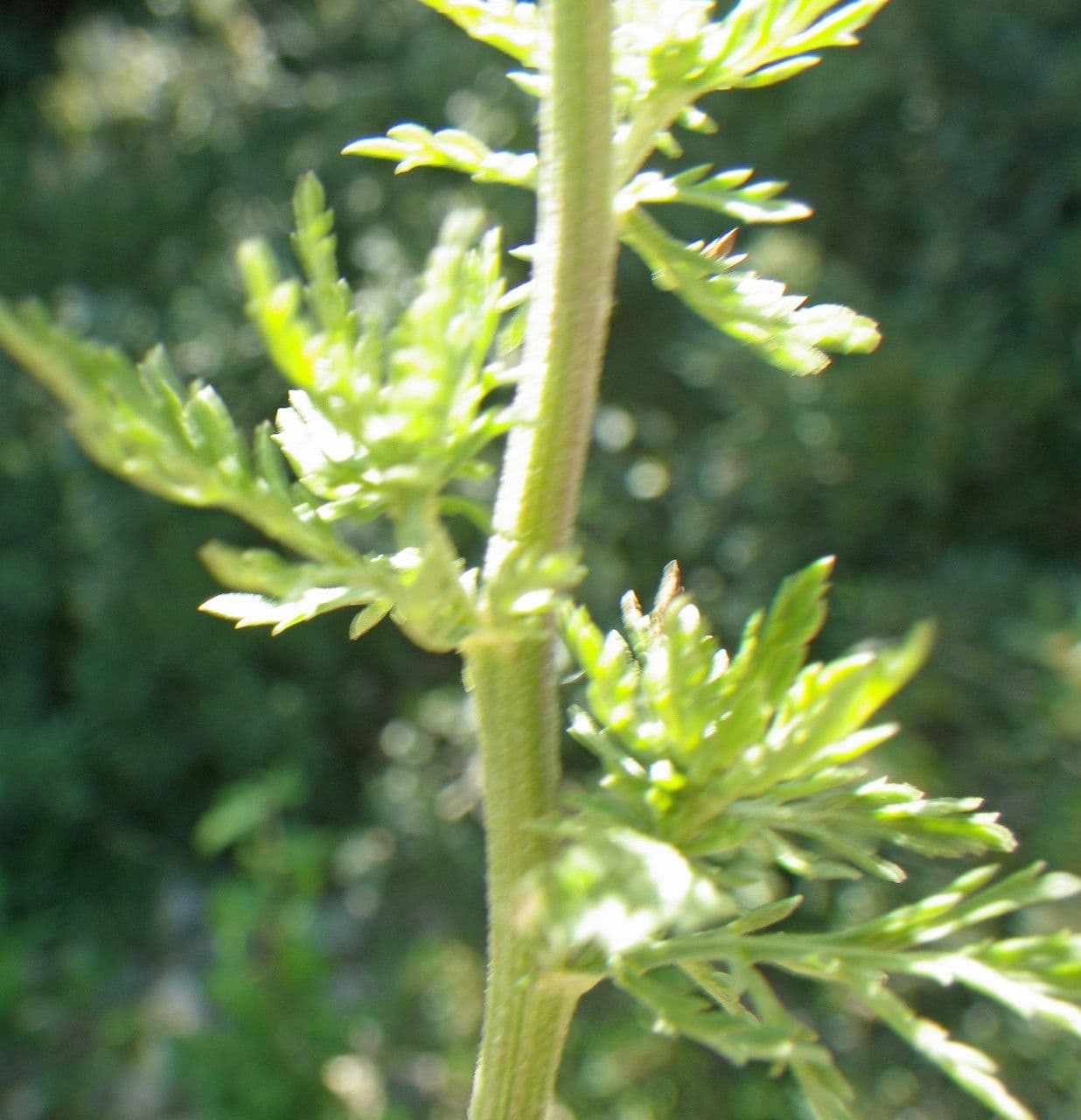 Achillea ligustica 19