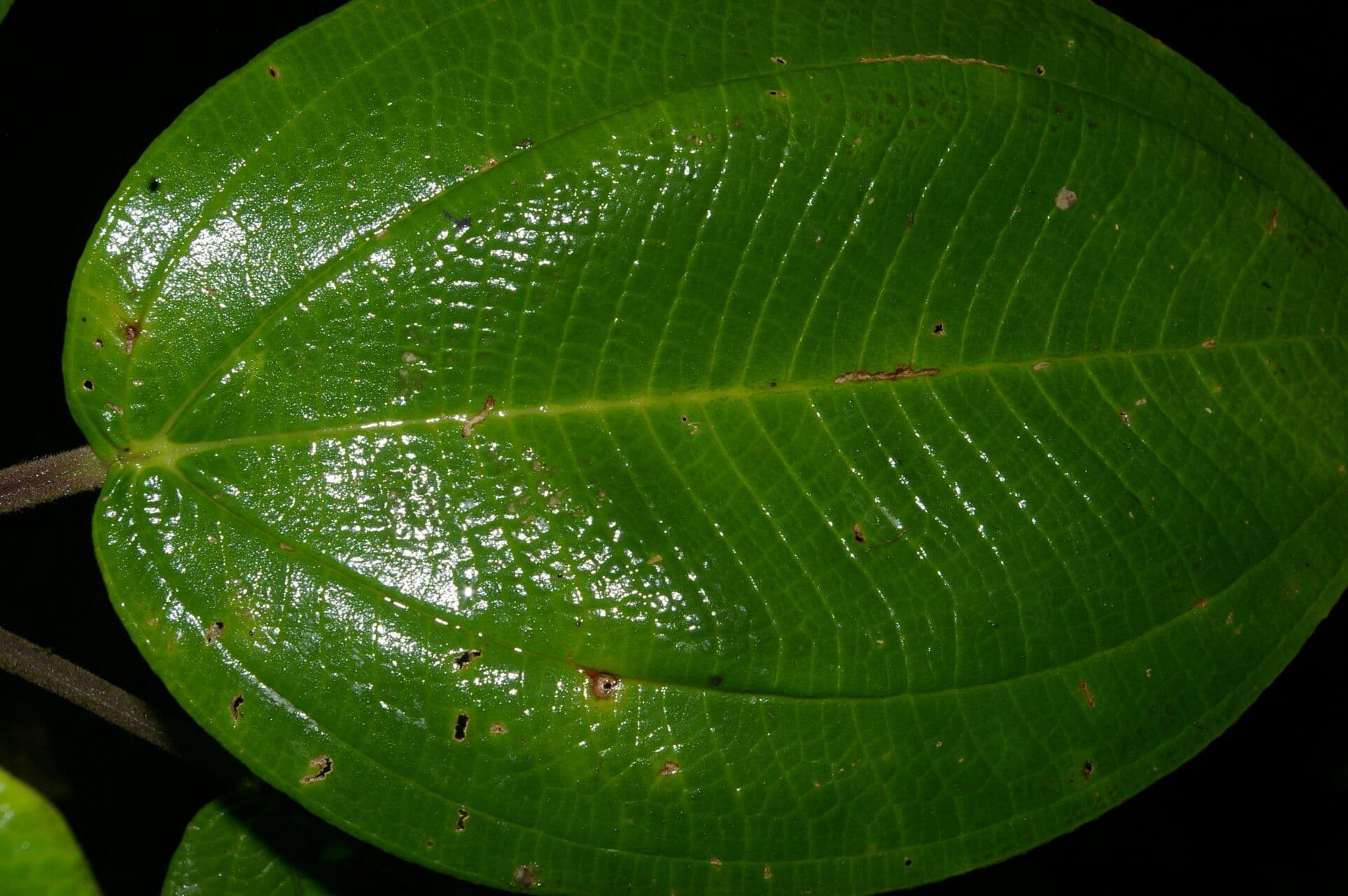 Meriania 10