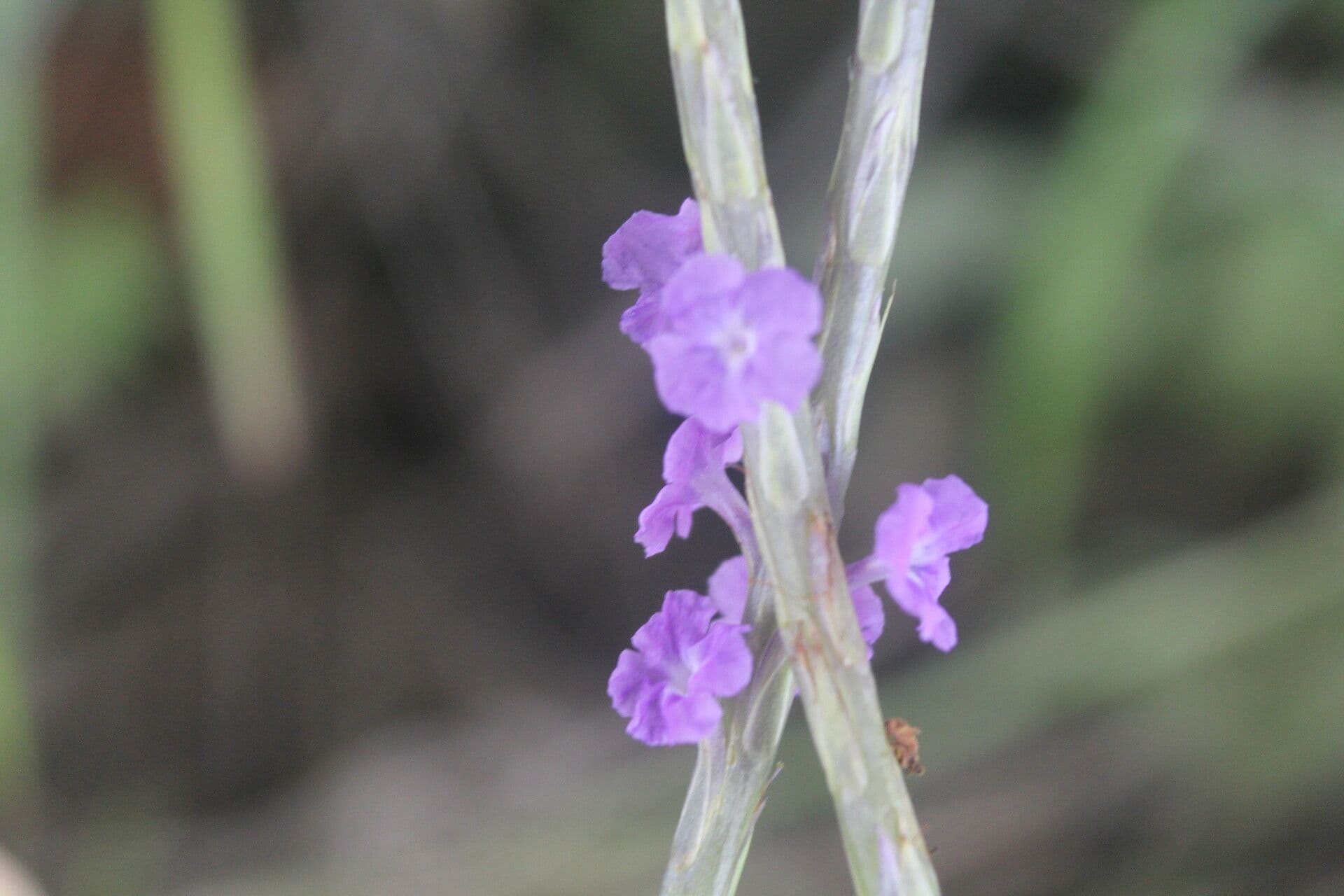 Stachytarpheta 4