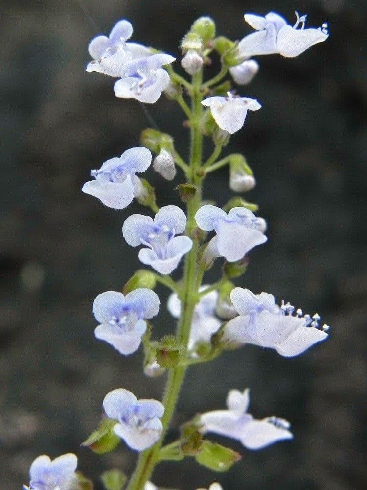 Coleus 5
