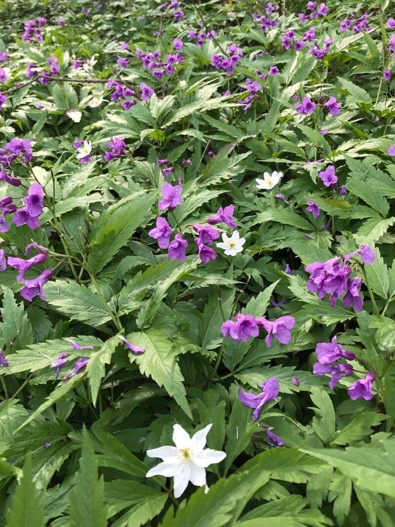Cardamine 8