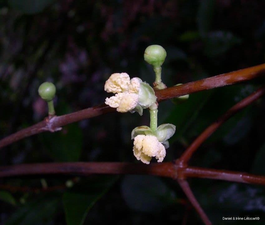 Garcinia 8