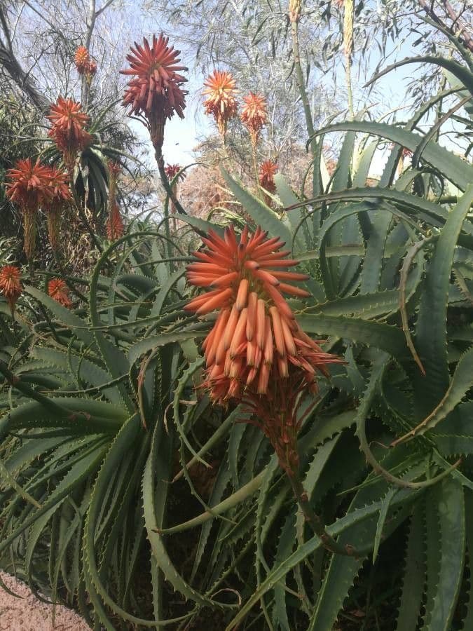 Baum-Aloe 3