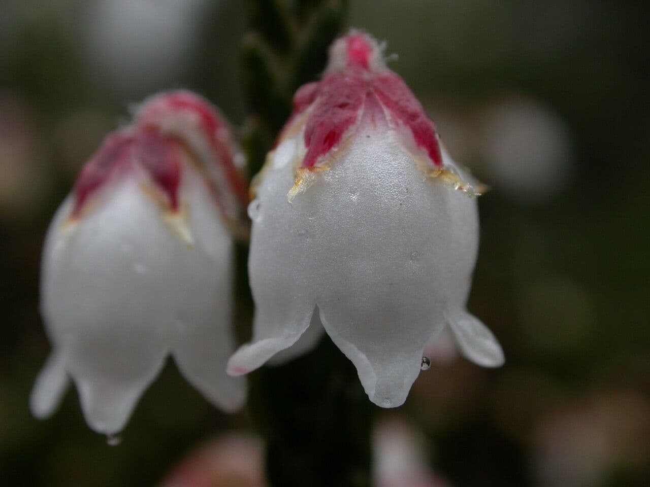 Cassiope fastigiata 4