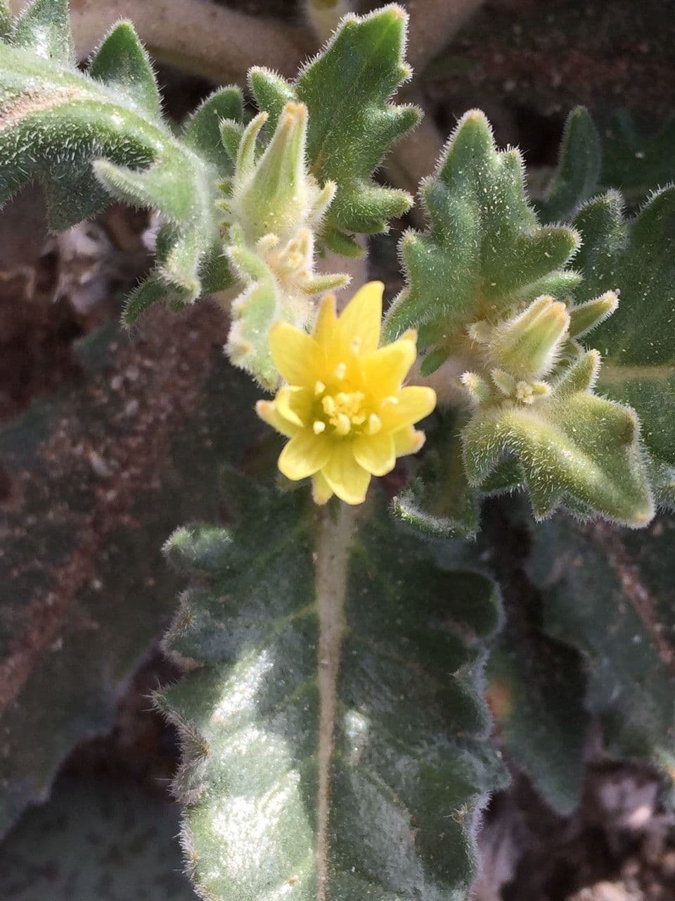 Mentzelia 4