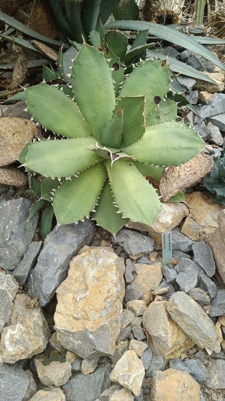 Agave 2