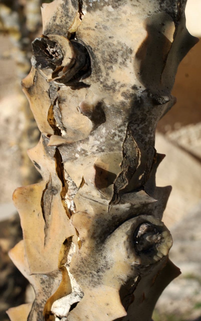 Donkey's ear 20