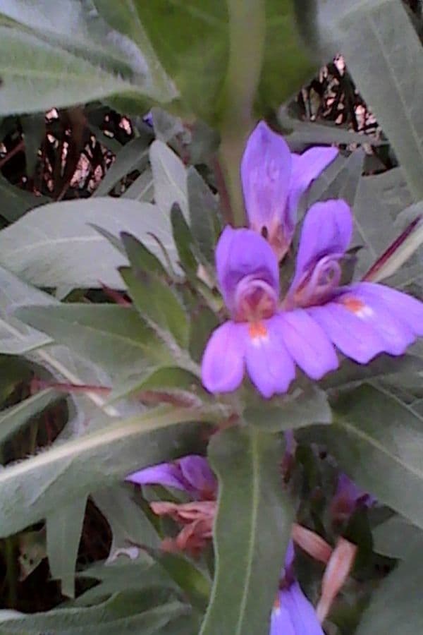 Hygrophila