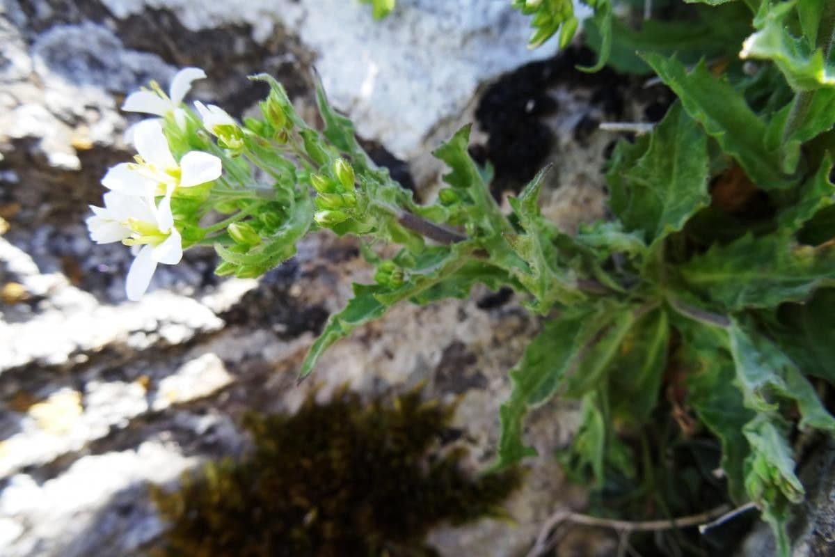 Draba murale 15