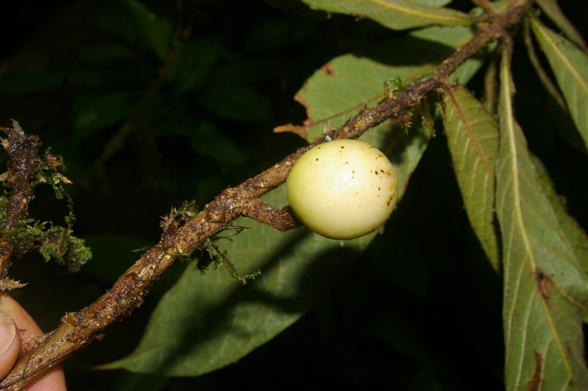 Meliosma 3