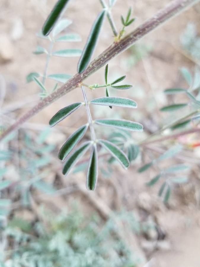 Dalea purpurea 14