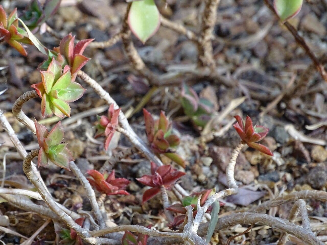 Aeonium decorum 8