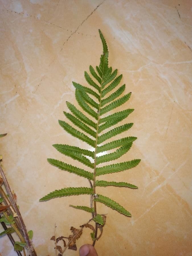 Thelypteris ovata 8