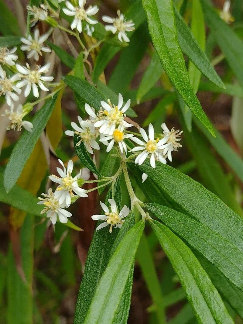 Olearia viscidula