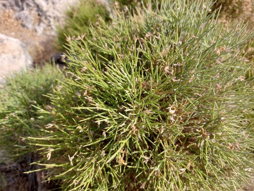 Gorse 12