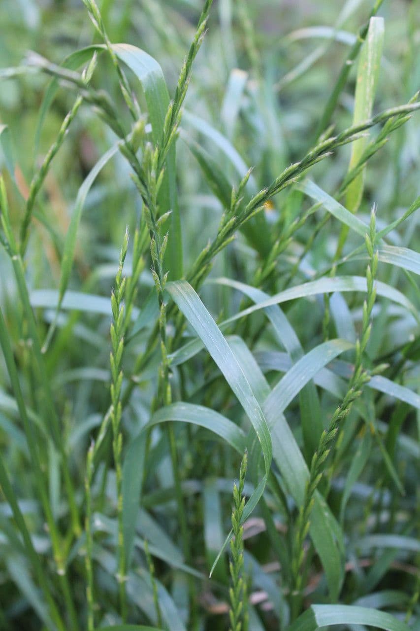 Jílek mnohokvětý 15