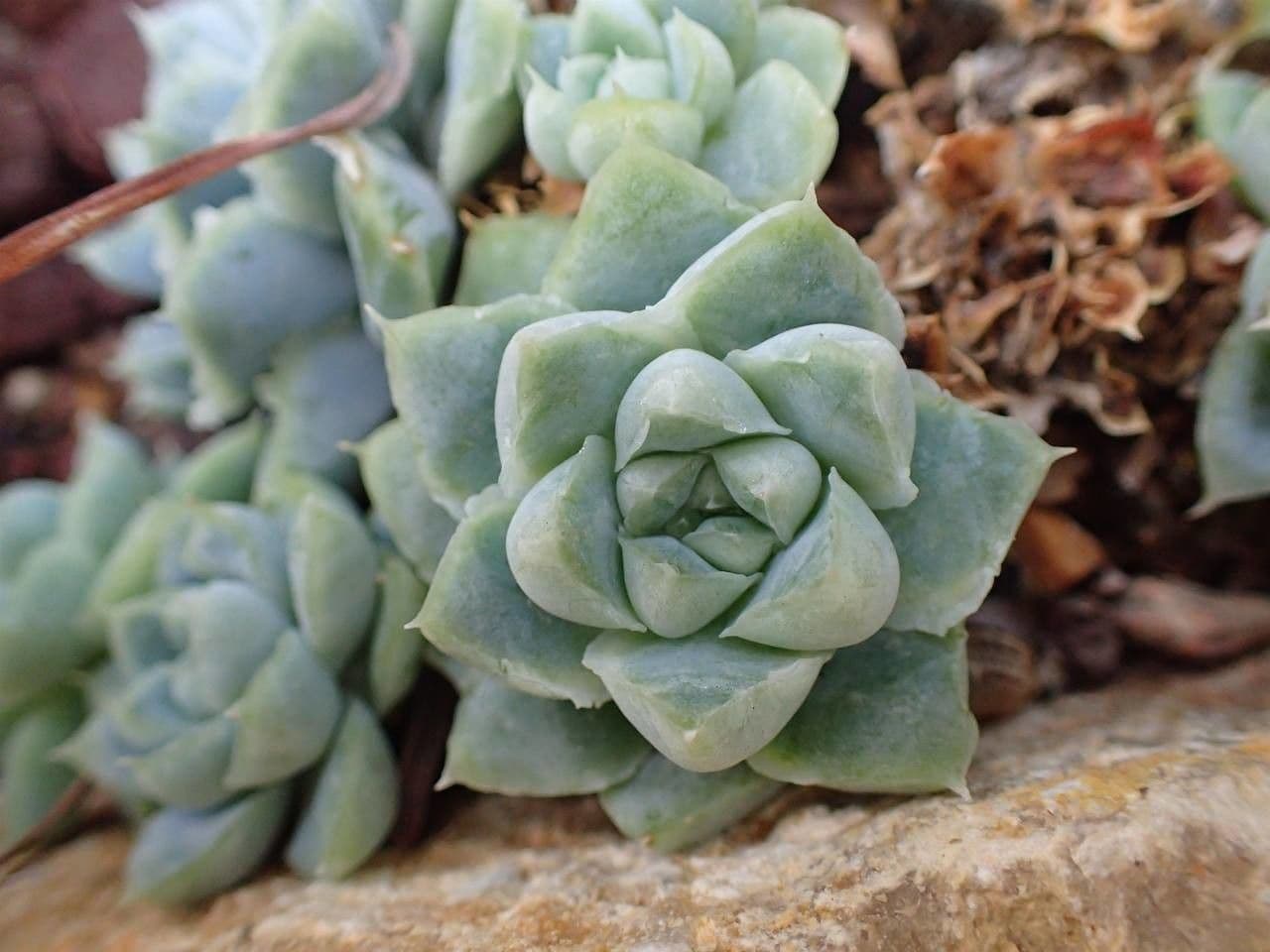 Echeveria elegante 5