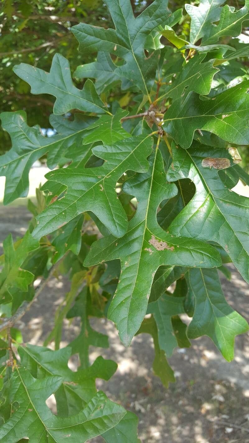 Quercia lira 6