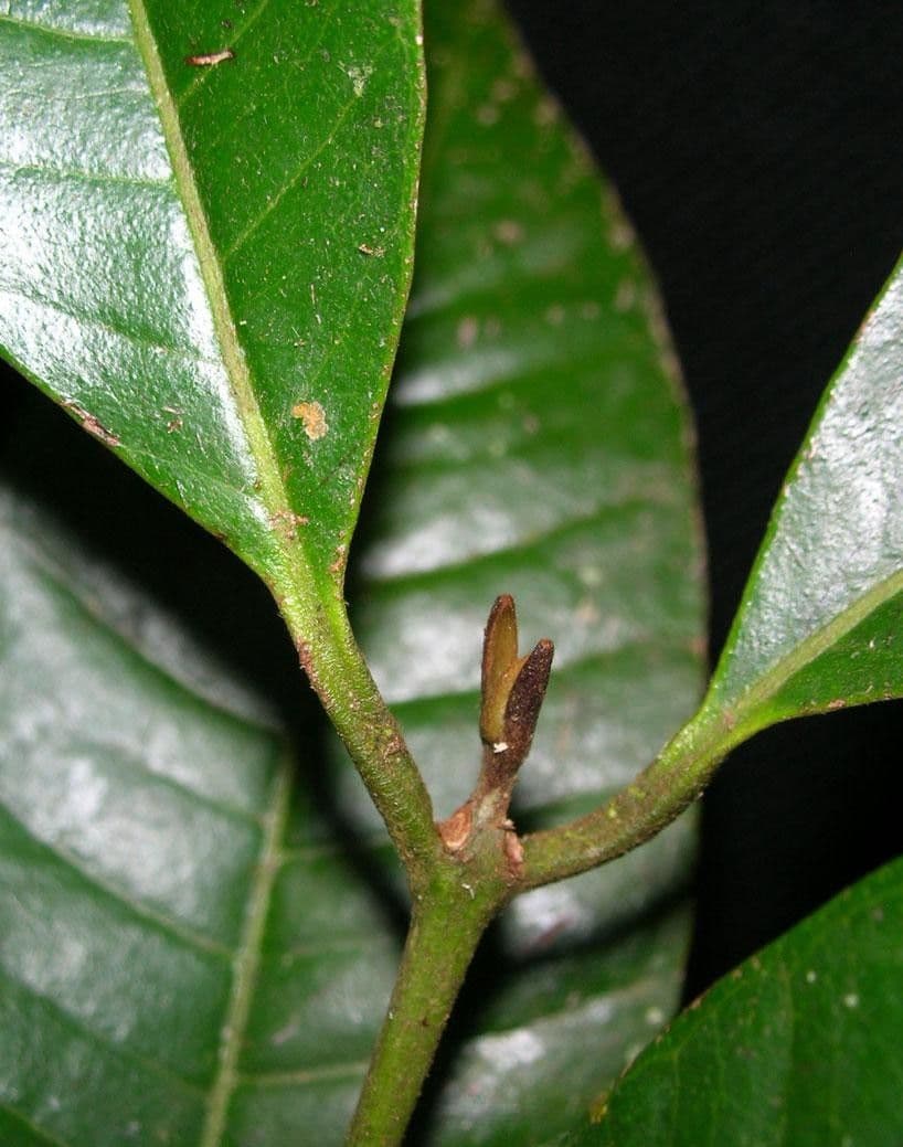 Myrcia 7