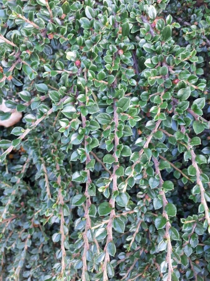 Cotoneaster 20