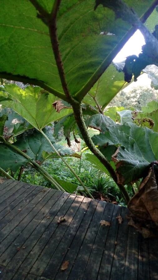 Gunnera tinctoria 20