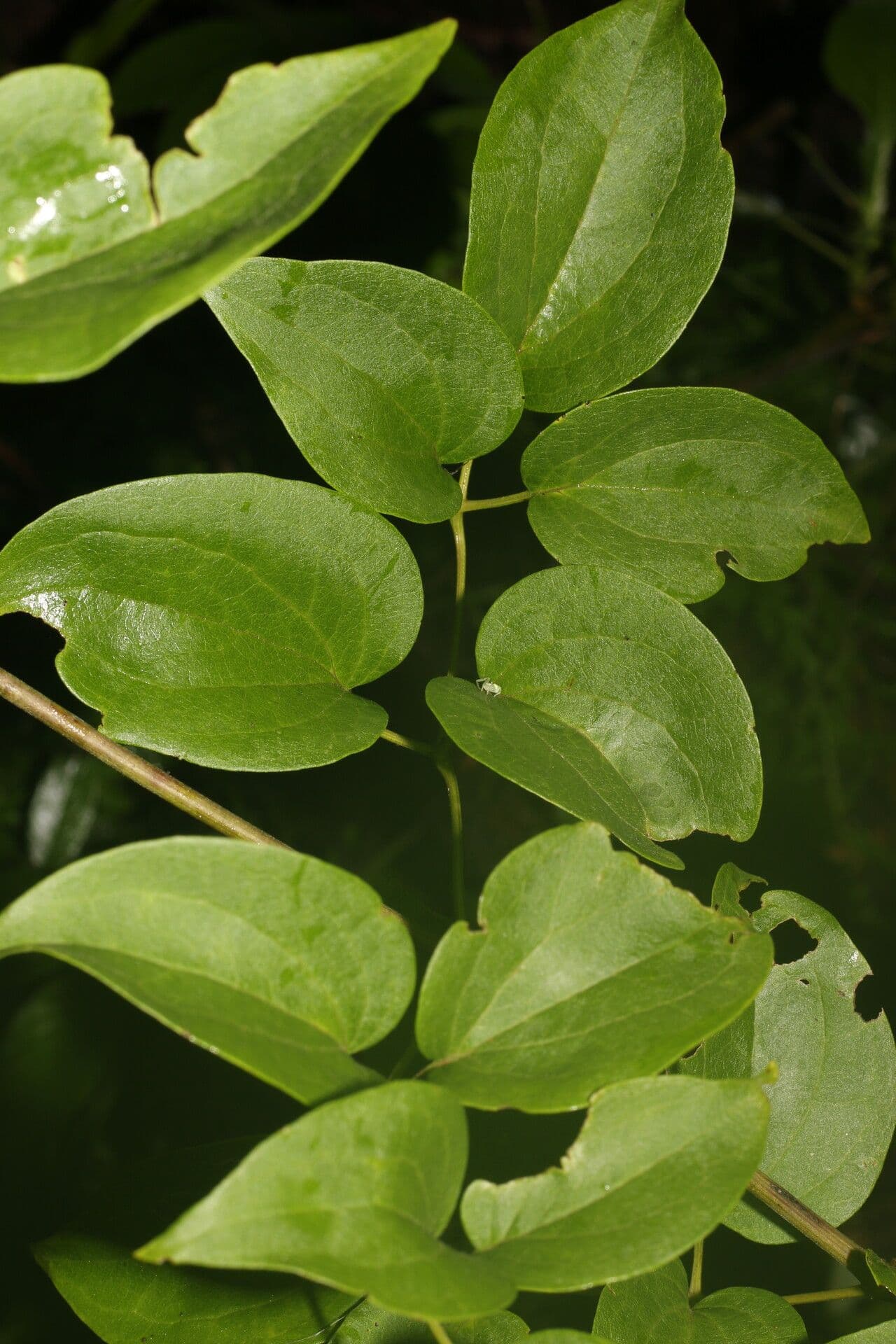 Clematis dioica 4