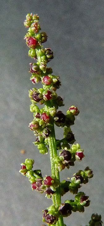 Chénopode polysperme 8
