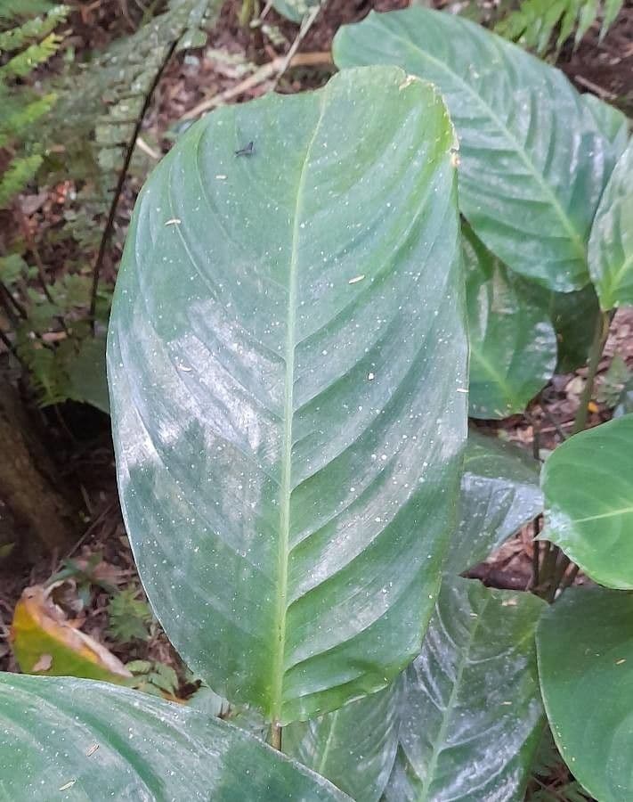 Ctenanthe 6