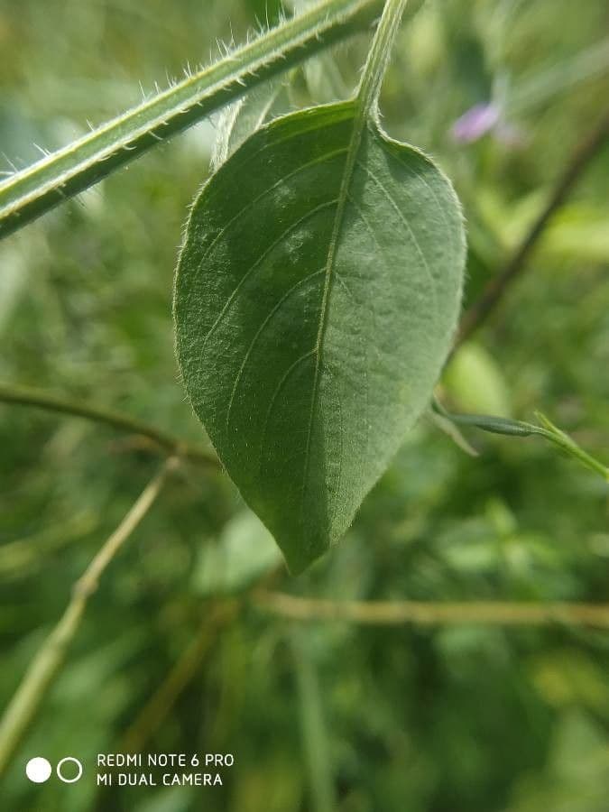 Dicliptera resupinata 11