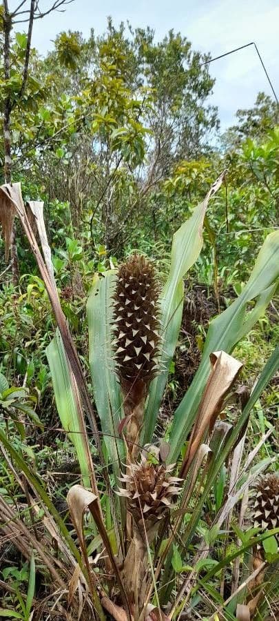 Pitcairnia 7