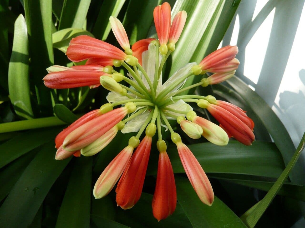 Clivia 30