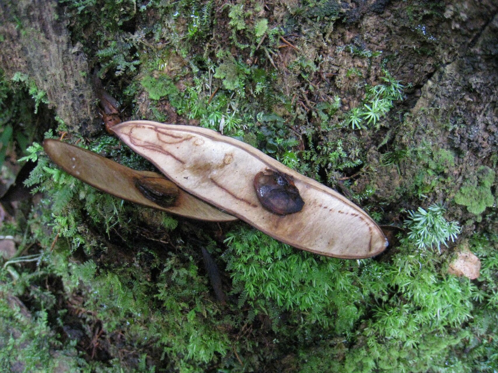 Recordoxylon 10
