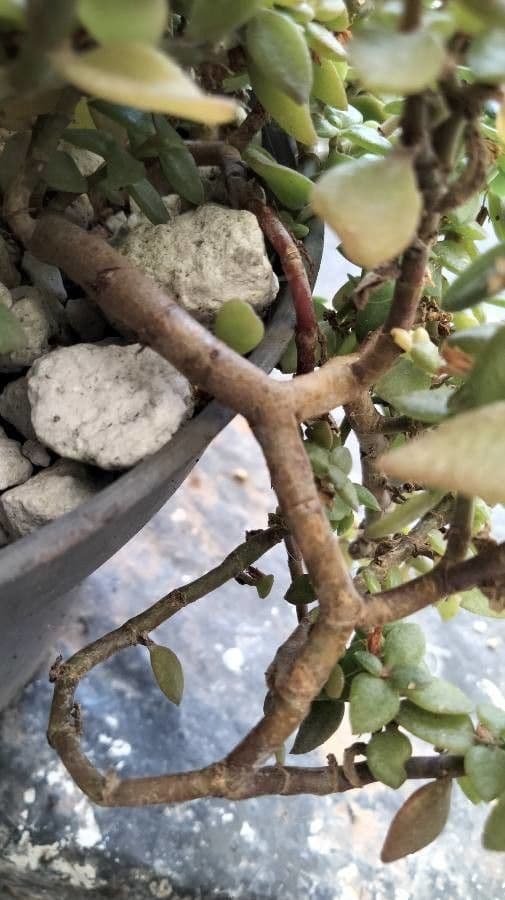 Crassula di Volkens 17