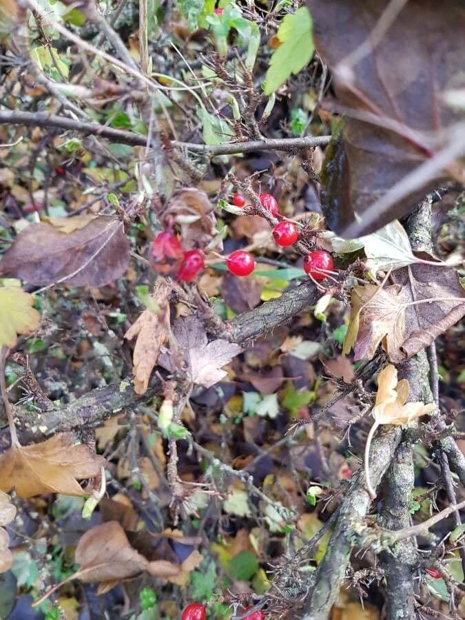 Ribes alpino 2