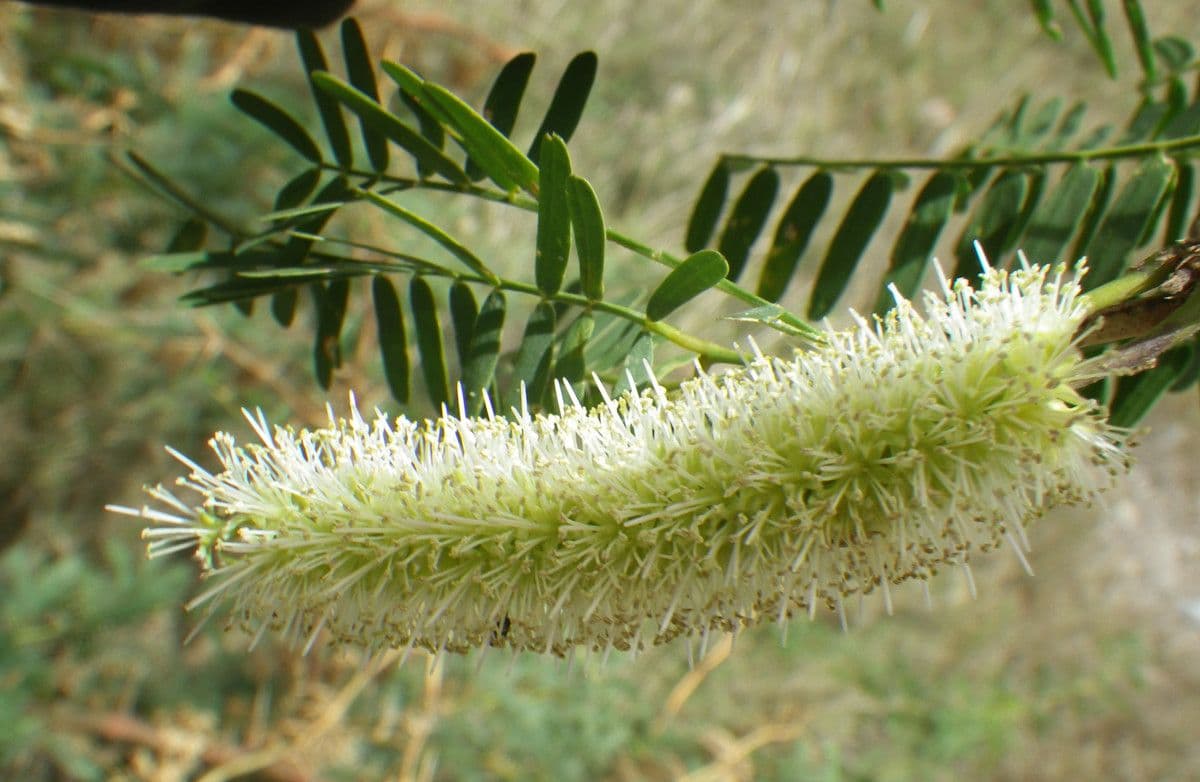 Prosopis 7