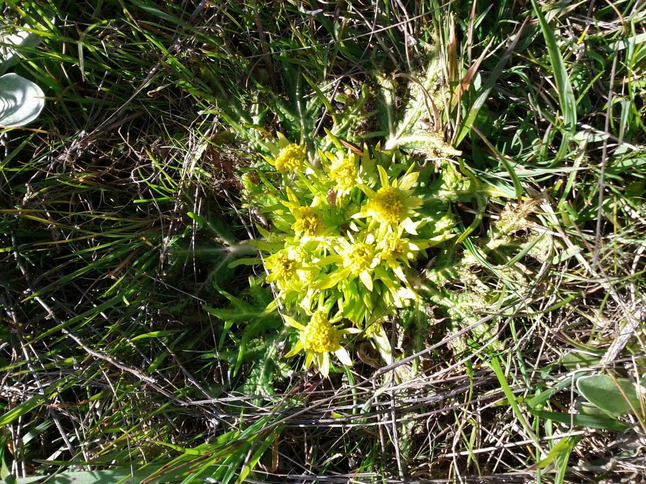 Sanicula arctoide 2