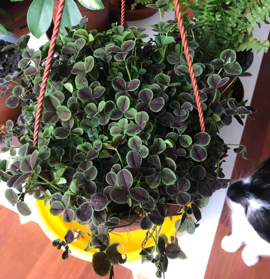 Oxalis pourpre 5