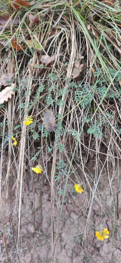 Hippocrepis 13