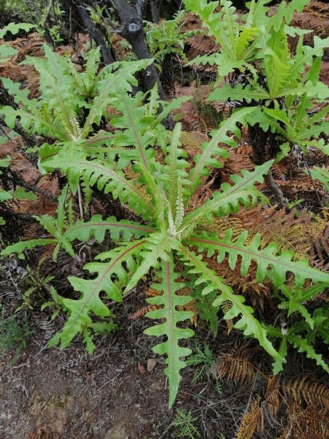 Sonchus 13